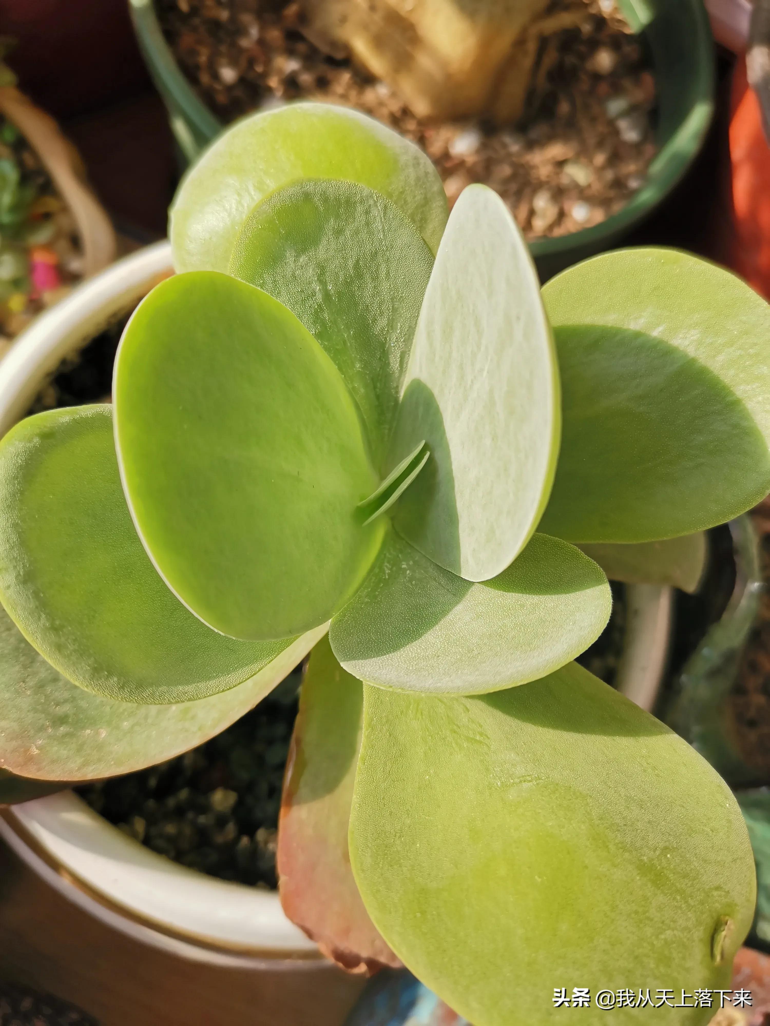 多肉品种及图片大全欣赏,多肉品种辨别图片大全欣赏