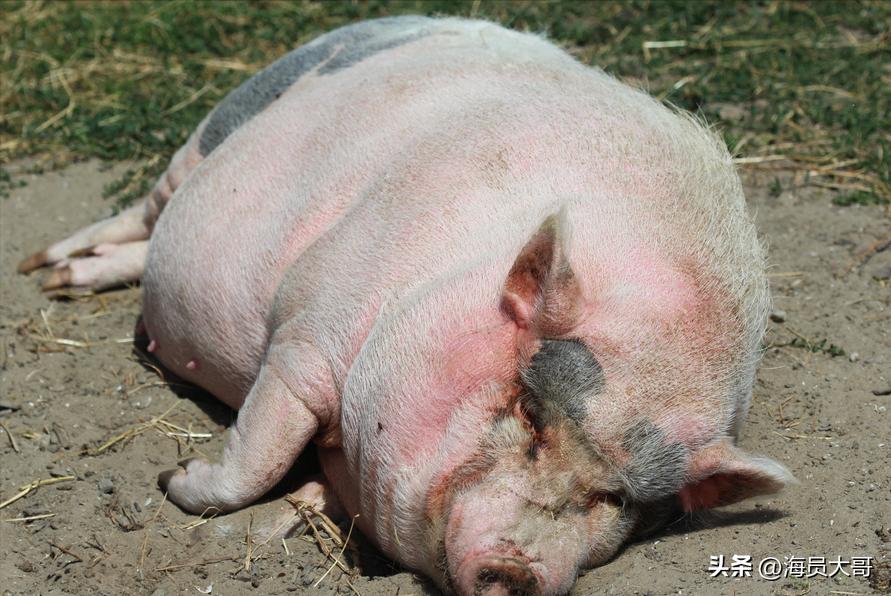 国际海员国庆节船上聚餐,海员在船上的海鲜大餐