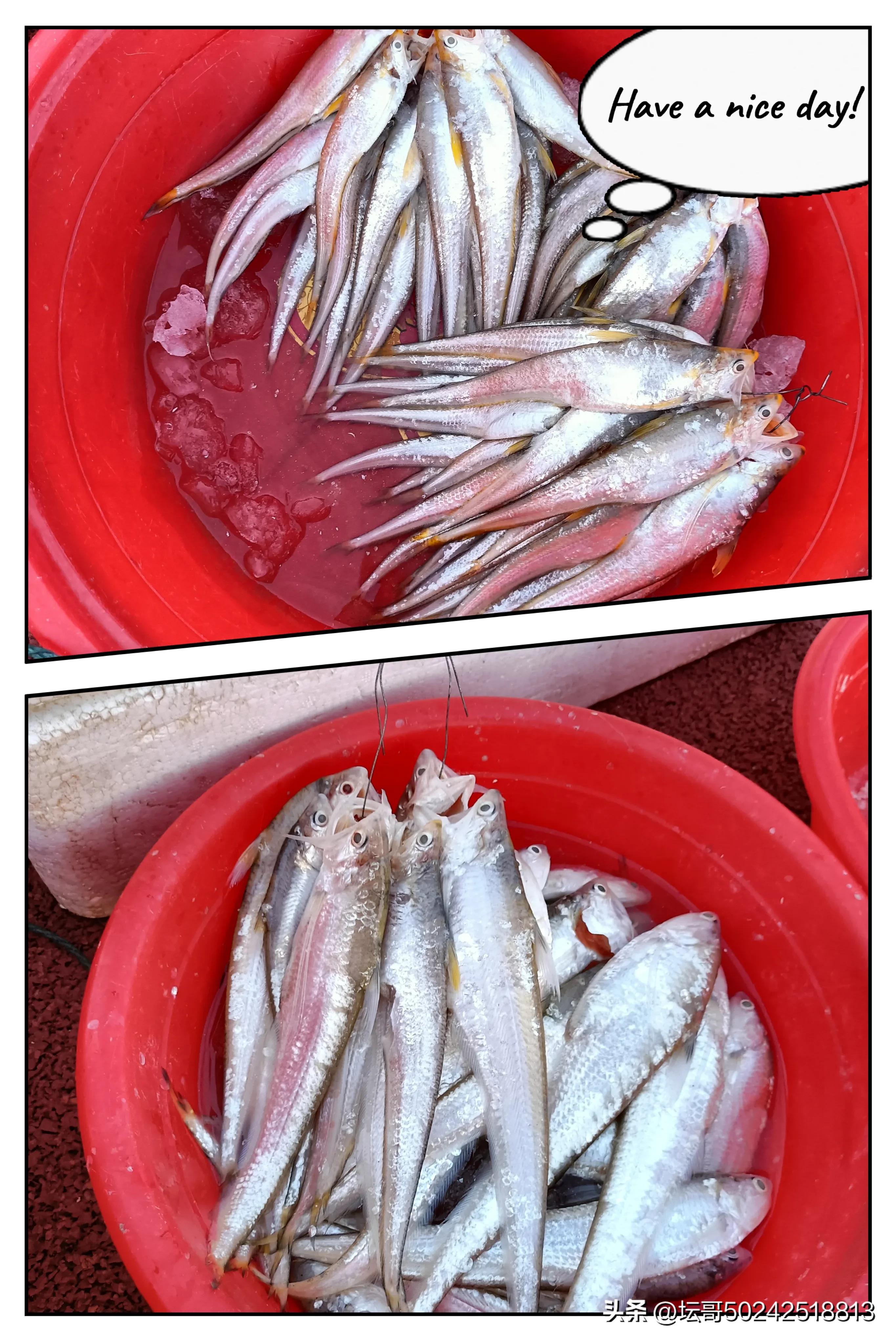 赛岐凤尾鱼价格,赛岐凤尾鱼