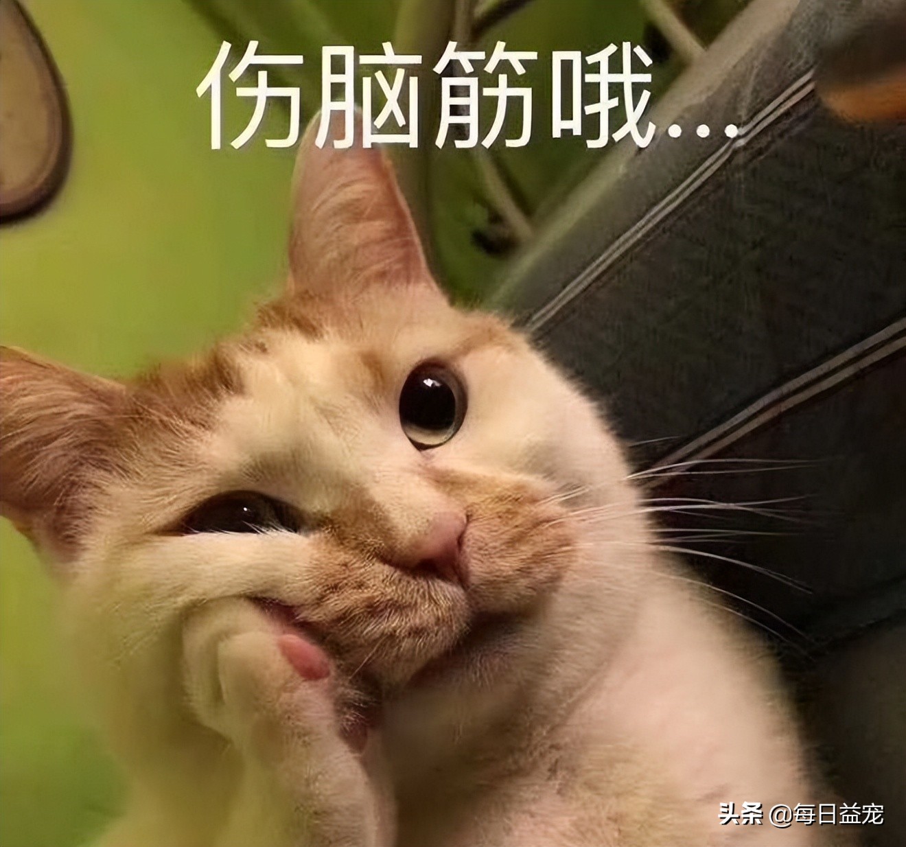 狗狗撕坏现金,狗狗撕坏东西装可怜