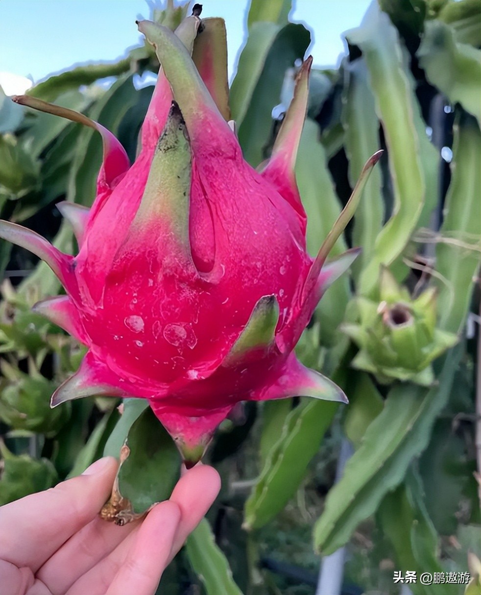 火龙果用什么颜色灯补光,普通led灯能给火龙果补光吗