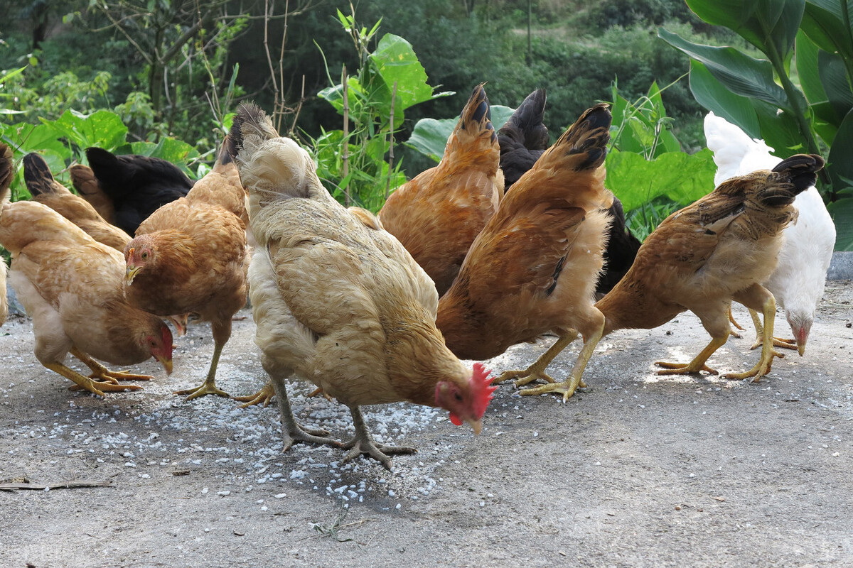 城里的土鸡为啥越来越不好吃了,最正宗的农村土鸡