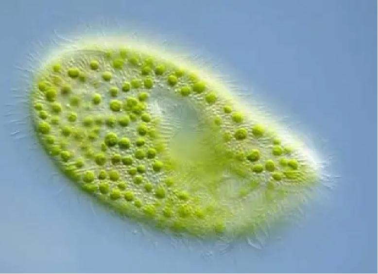 你喜欢什么动物写出它的特点,你喜欢哪些动物用英语怎么说