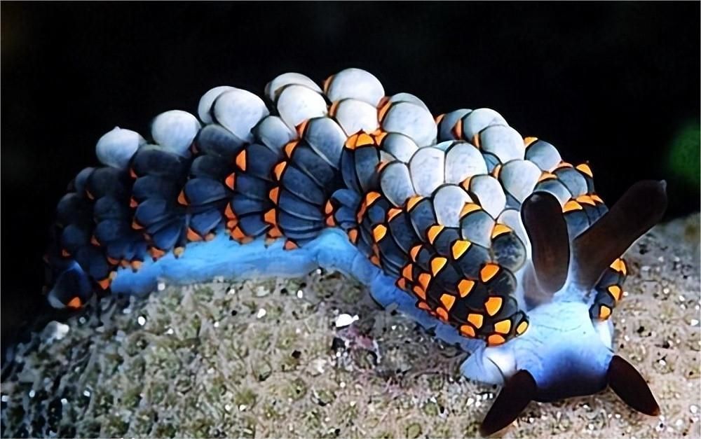 一张图看懂神奇动物,这些罕见的神奇动物到底有多可怕