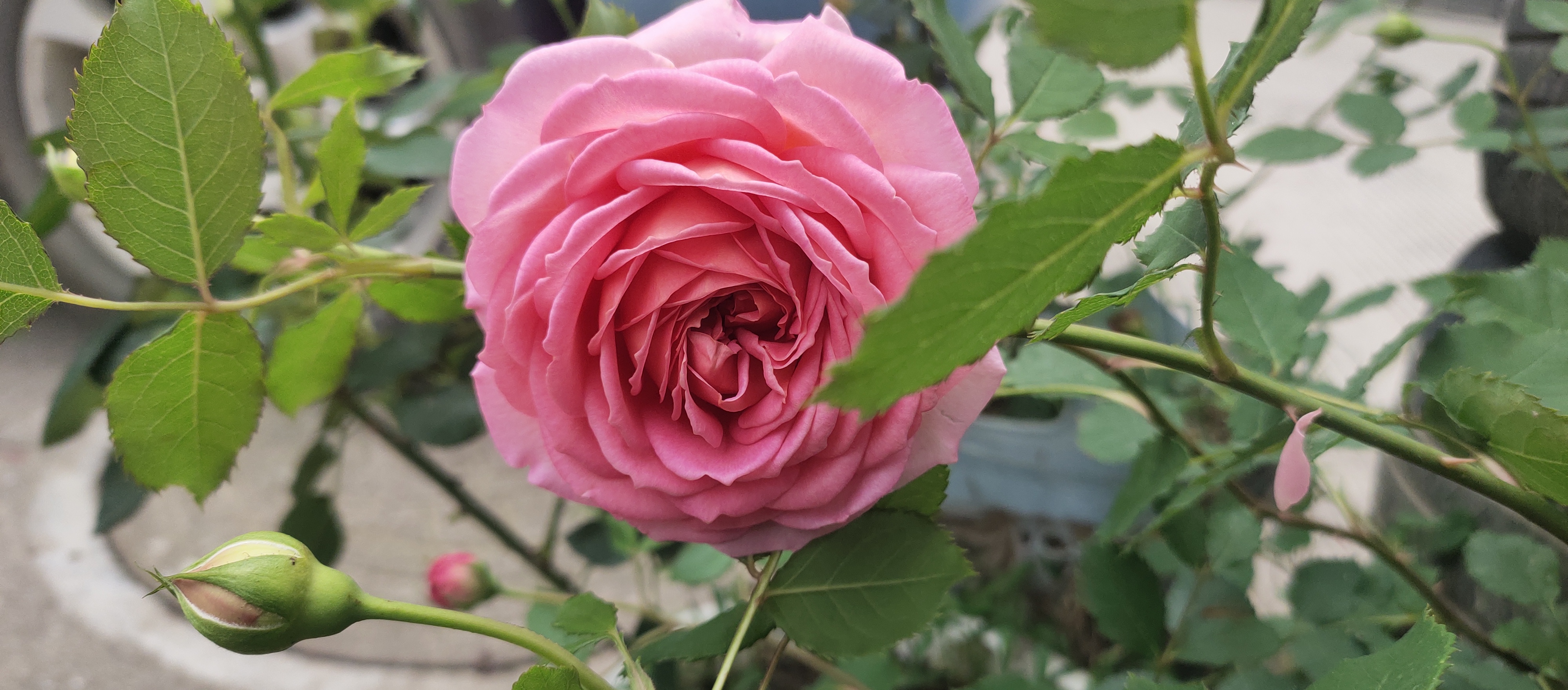 婆婆当众羞辱儿媳妇,婆婆当众羞辱儿媳一家还扇她巴掌