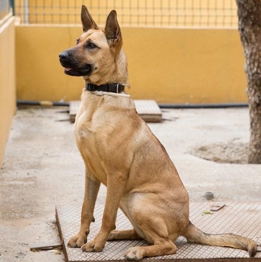 满族不吃狗肉，回族不吃猪肉，那汉族不吃什么肉？