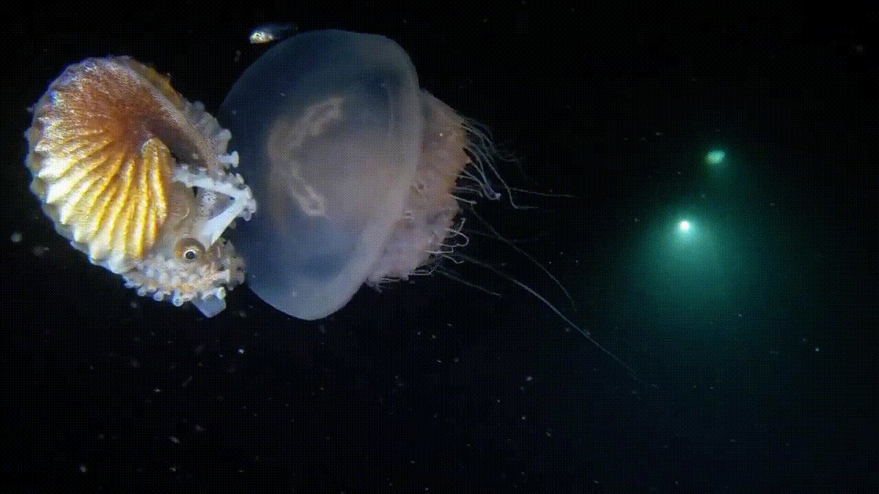 海底奇观欣赏,海底世界奇妙之旅图片