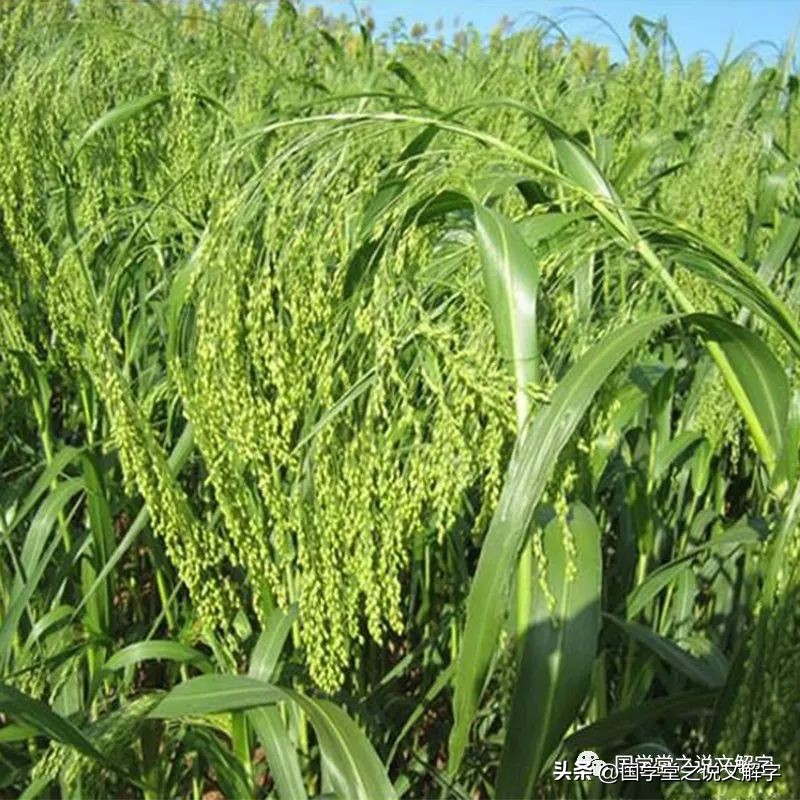 五谷丰登六畜兴旺完整视频,说文解字五谷