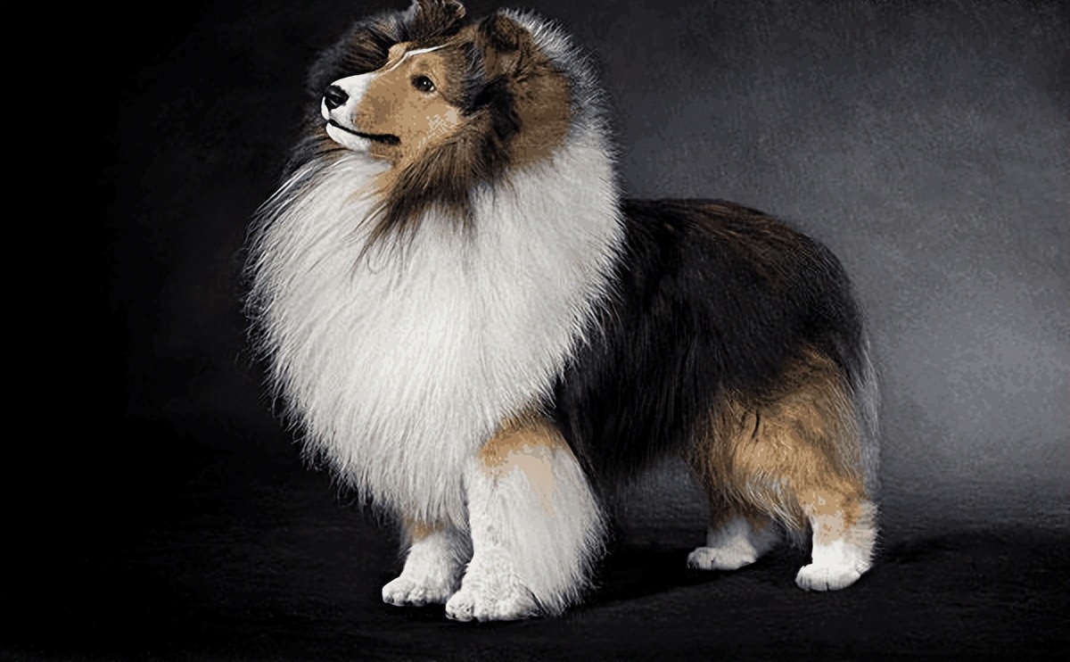 什么狗比较温顺不乱叫,哪种狗最聪明温顺可爱