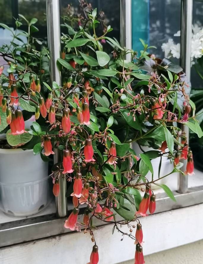 年宵花新品种有哪些名字,灯笼花的个性养护法