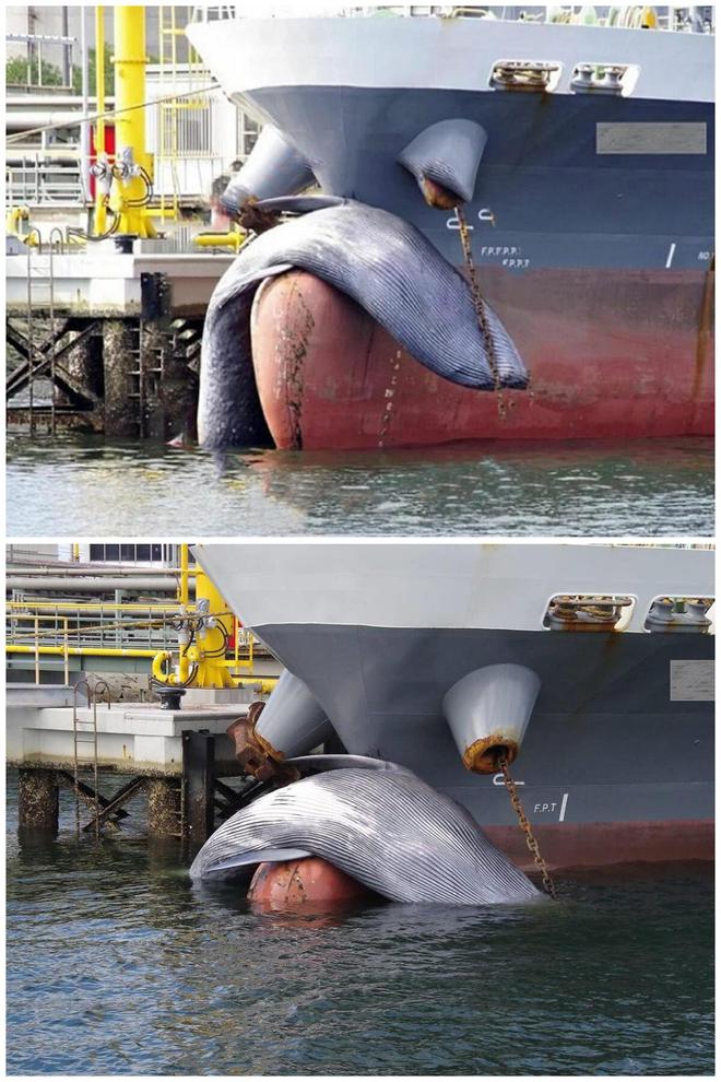 26张离奇动物照片：克苏鲁大人在沙滩爬行，货轮撞翻鲸鱼