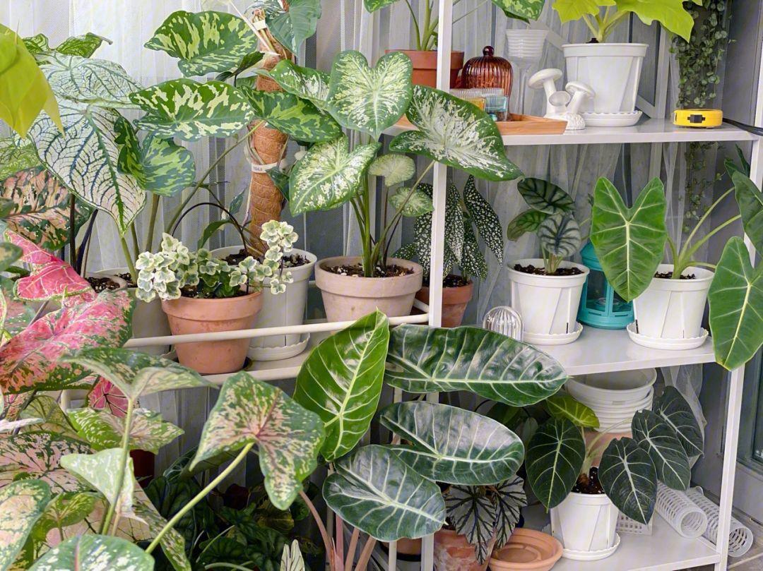 家里光线差就养这几种花,什么花散射光就可以养好