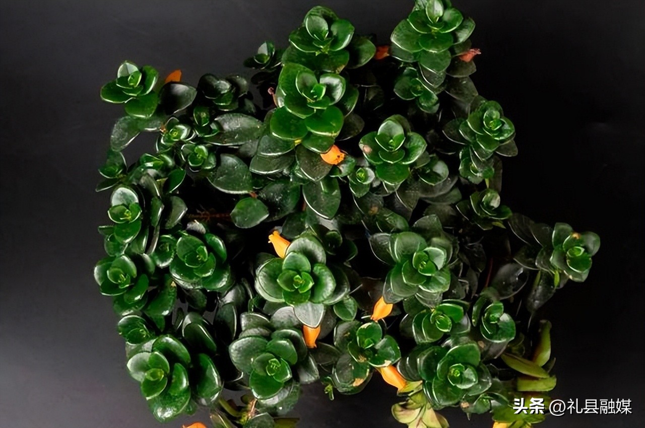 吊兰的品种与名称图片欣赏及介绍,吊兰有几种品种图片及名称介绍