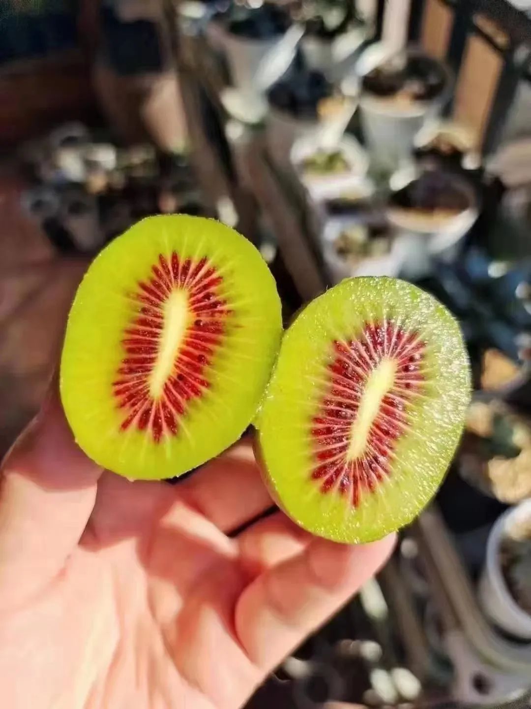 四川雅安糖心苹果自然采摘,雅安苹果采摘