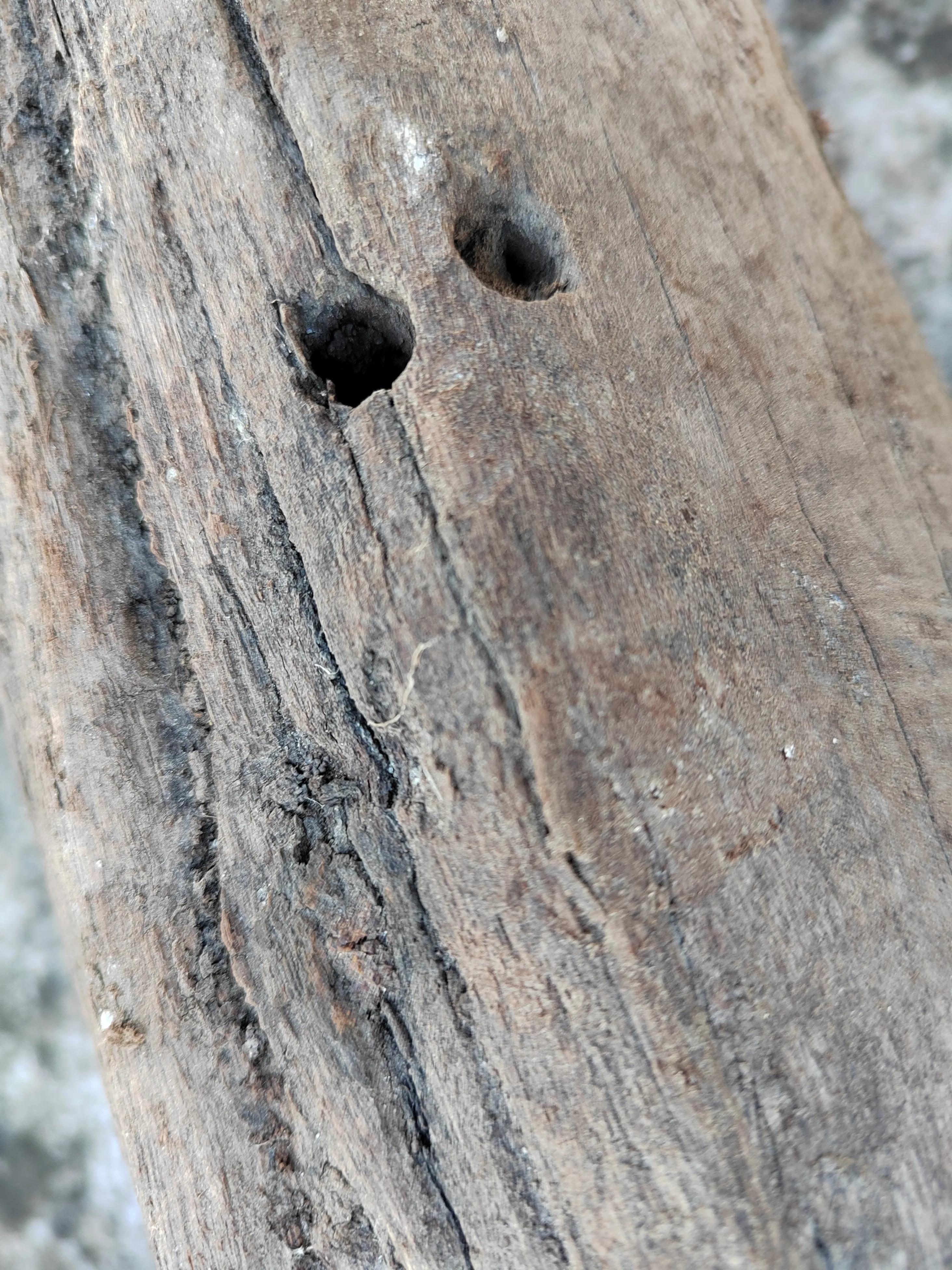 白奇楠莺歌绿奇楠黑奇楠哪个好,黑奇楠和白奇楠沉香哪个好