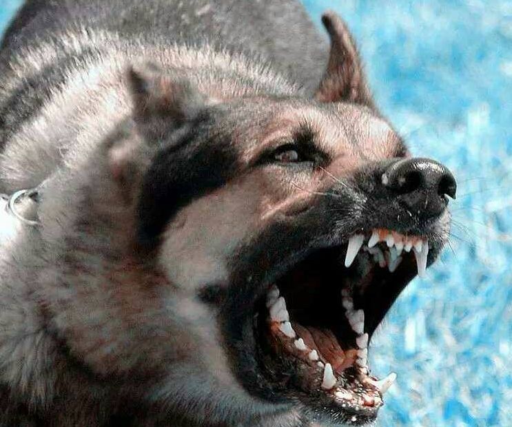 判断狗狗有没有狂犬病的三种方法,狗狗狂犬病早期的10个征兆