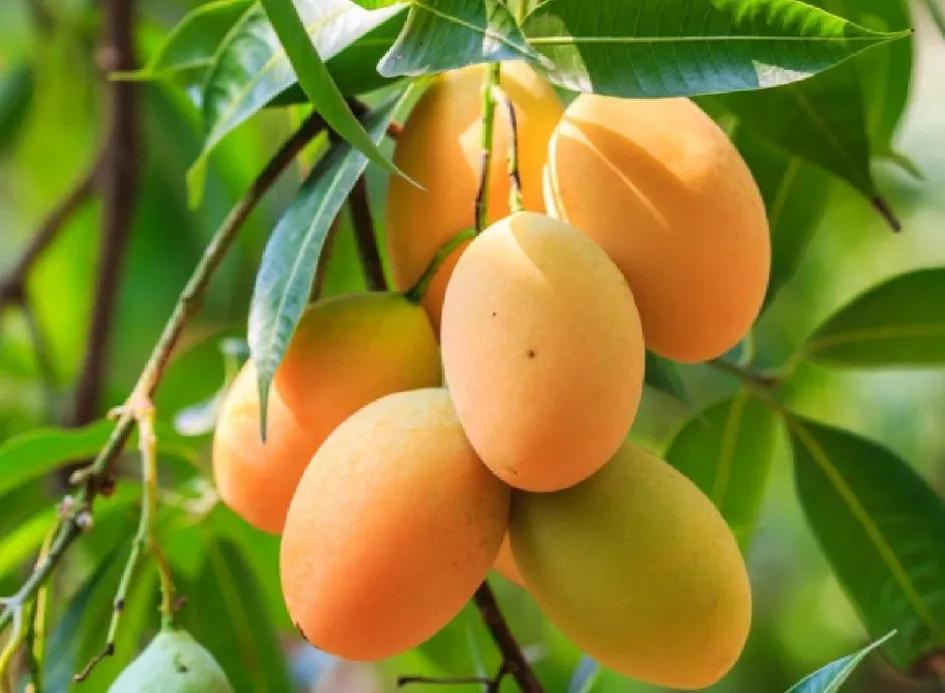 鐡滄灉椋橀澶忔棩鐐庣値,澶忔棩鐐庣値鐡滄灉椋橀