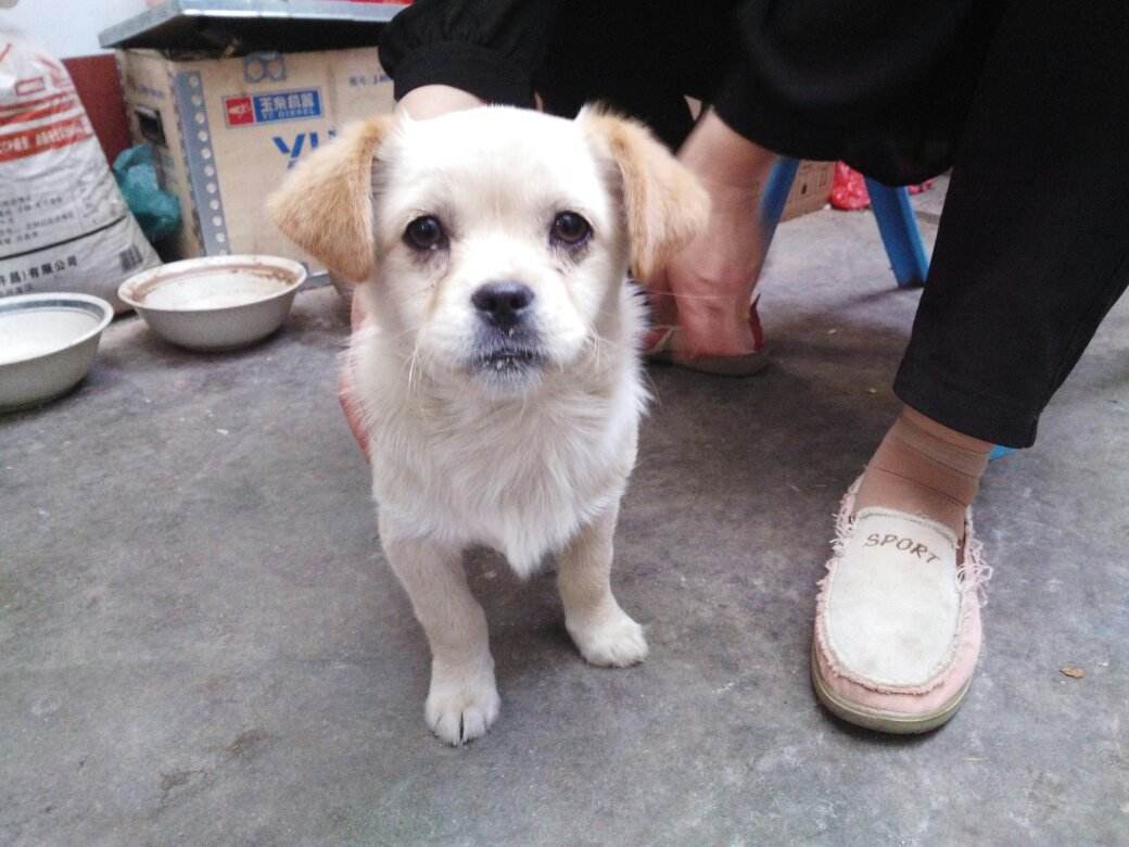 土狗为什么这么多人都不喜欢养,公的土狗忠诚还是母的土狗忠诚