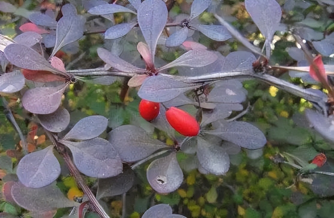 植物识别小口诀，总结的太全了！