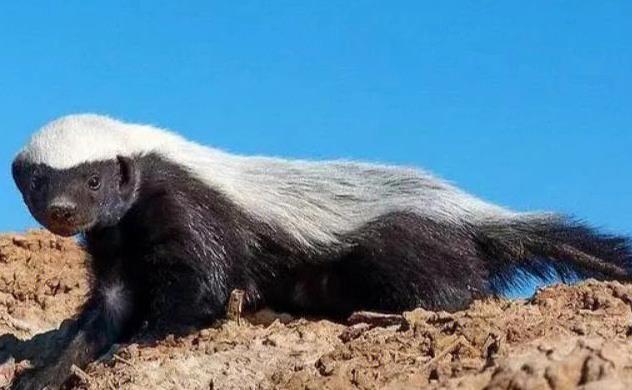 眼镜王蛇吞掉了条蟒蛇,眼镜王蛇生吞