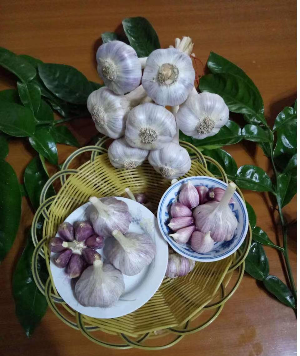 全球学子嘉游赣靠谱吗,全球学子嘉游赣活动