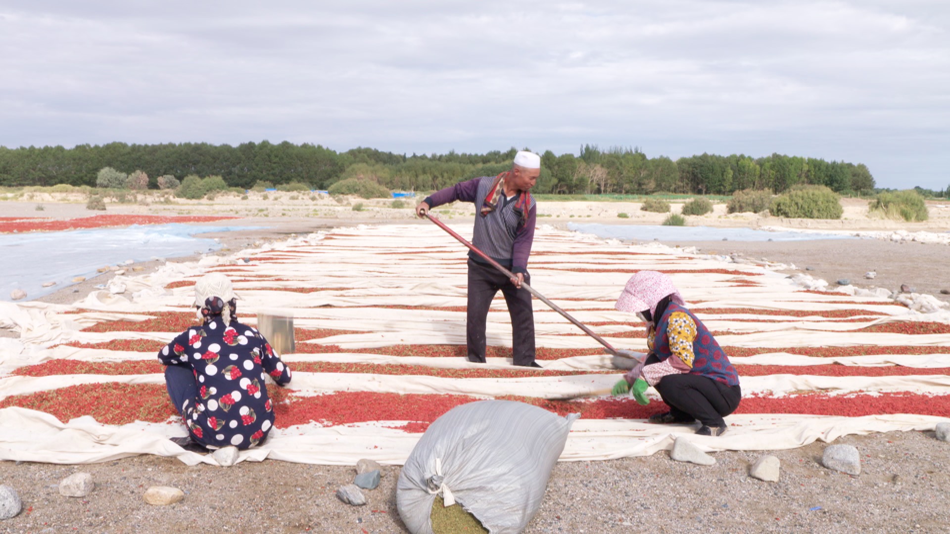 青海诺木洪枸杞今年什么时候摘,青海诺木洪枸杞采摘