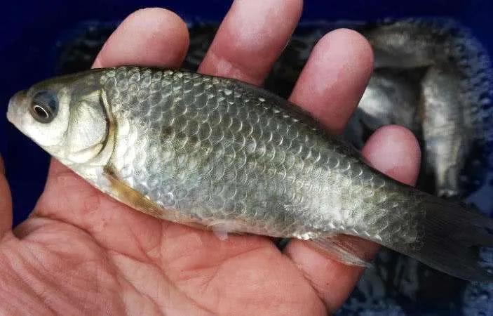 南水水库钓20斤大鲤鱼视频,钓鱼爱好者意外钓起罕见大鲤鱼