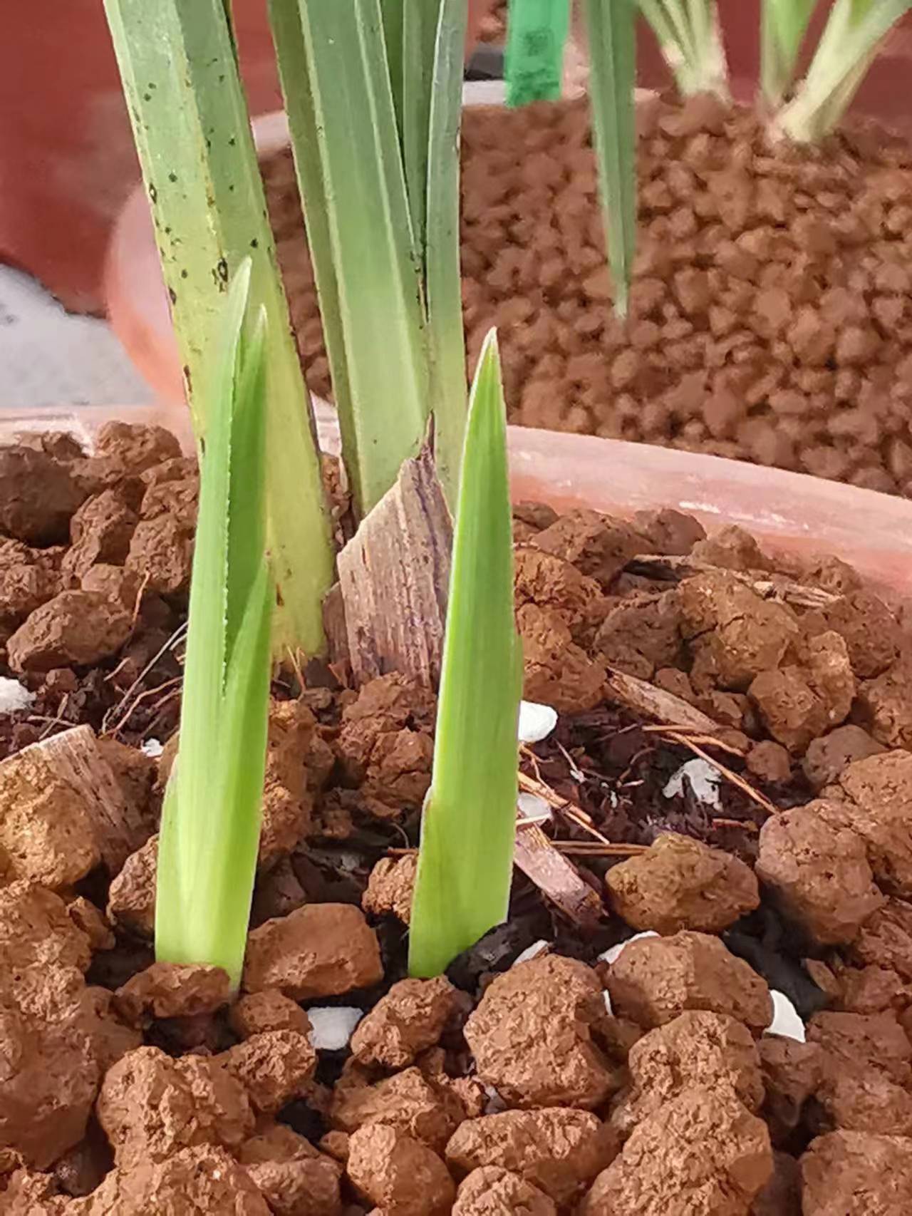 伏天兰花如何浇水养护,兰花适宜的温度及开花时的养护