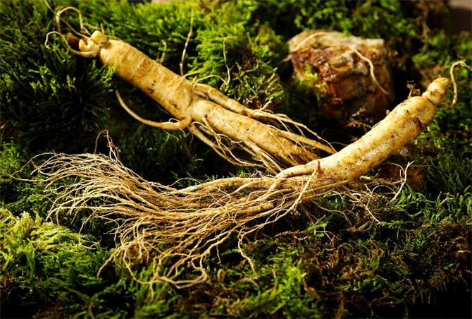 新鲜人参怎么储存,人参可以储存的时间是多久