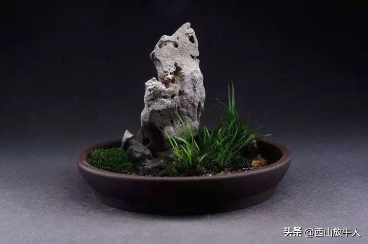 胡烟：夜访菖蒲君‖散文