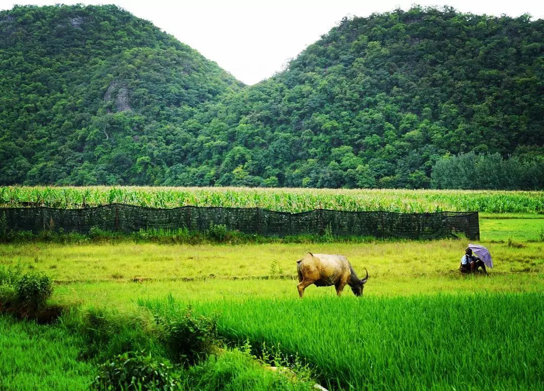 云南普者黑在哪个城市,云南普者黑最美的风景在哪里