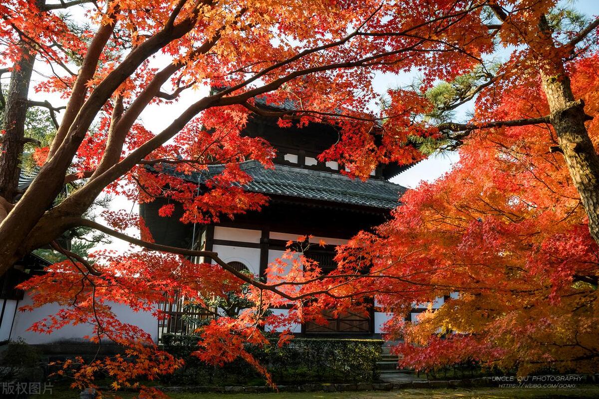 美国助韩意在日本，妄图构建亚太“小北约”？【文案】