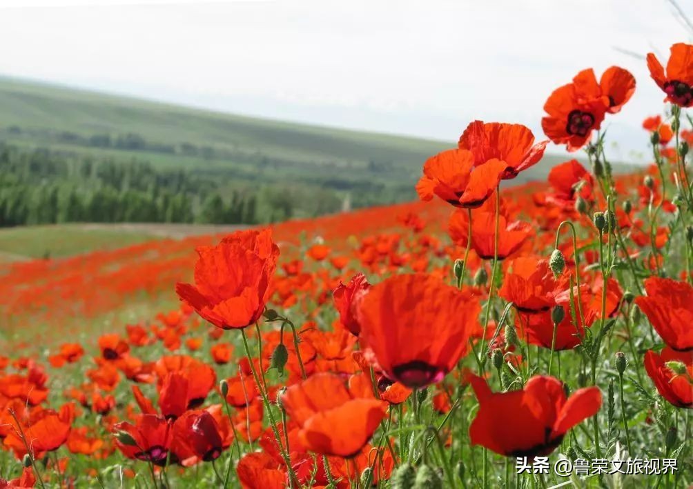 大美新疆的风景有哪些,大美新疆北疆美