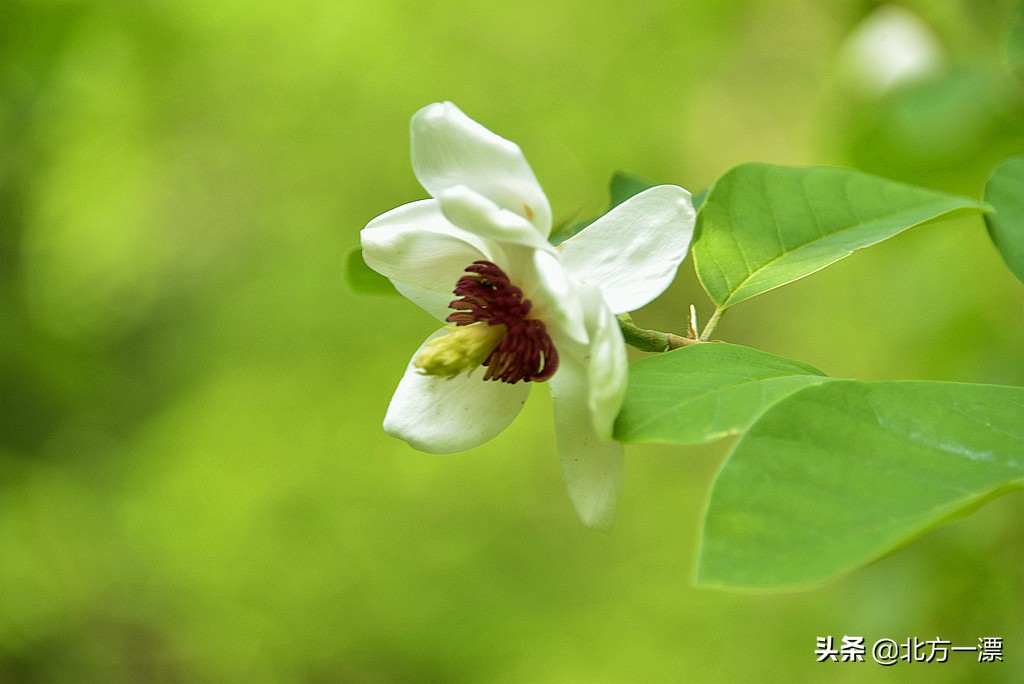 抚顺天女木兰苗规格,抚顺的天女山