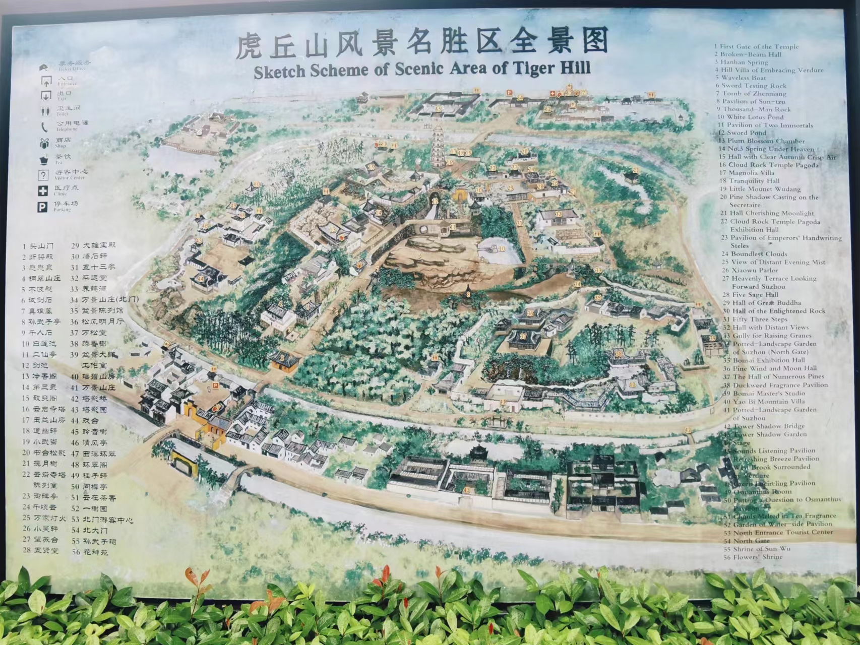 苏州虎丘茶花村,苏州最值得去的地方虎丘