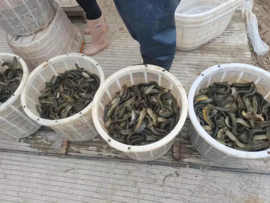 近3成苗企难以维持！规格越大越亏，2022如何让泥鳅赚钱？