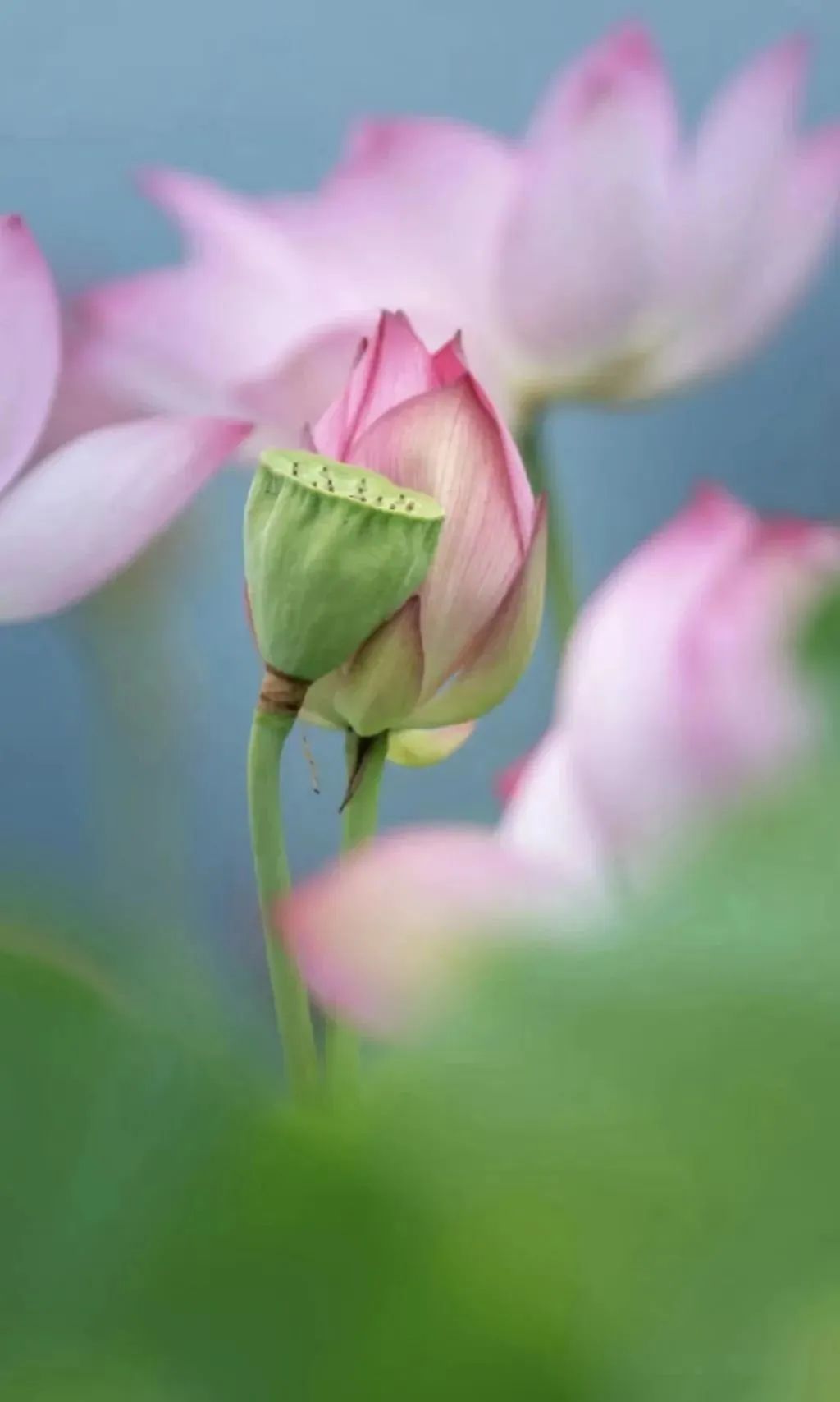莆田荷花花海,莆田哪里荷花开了