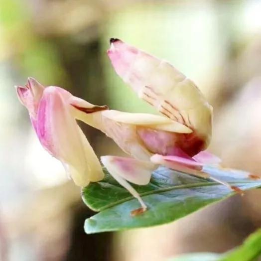 螳螂吃掉自己丈夫的头,螳螂为什么吃掉配偶螳螂吃蛇