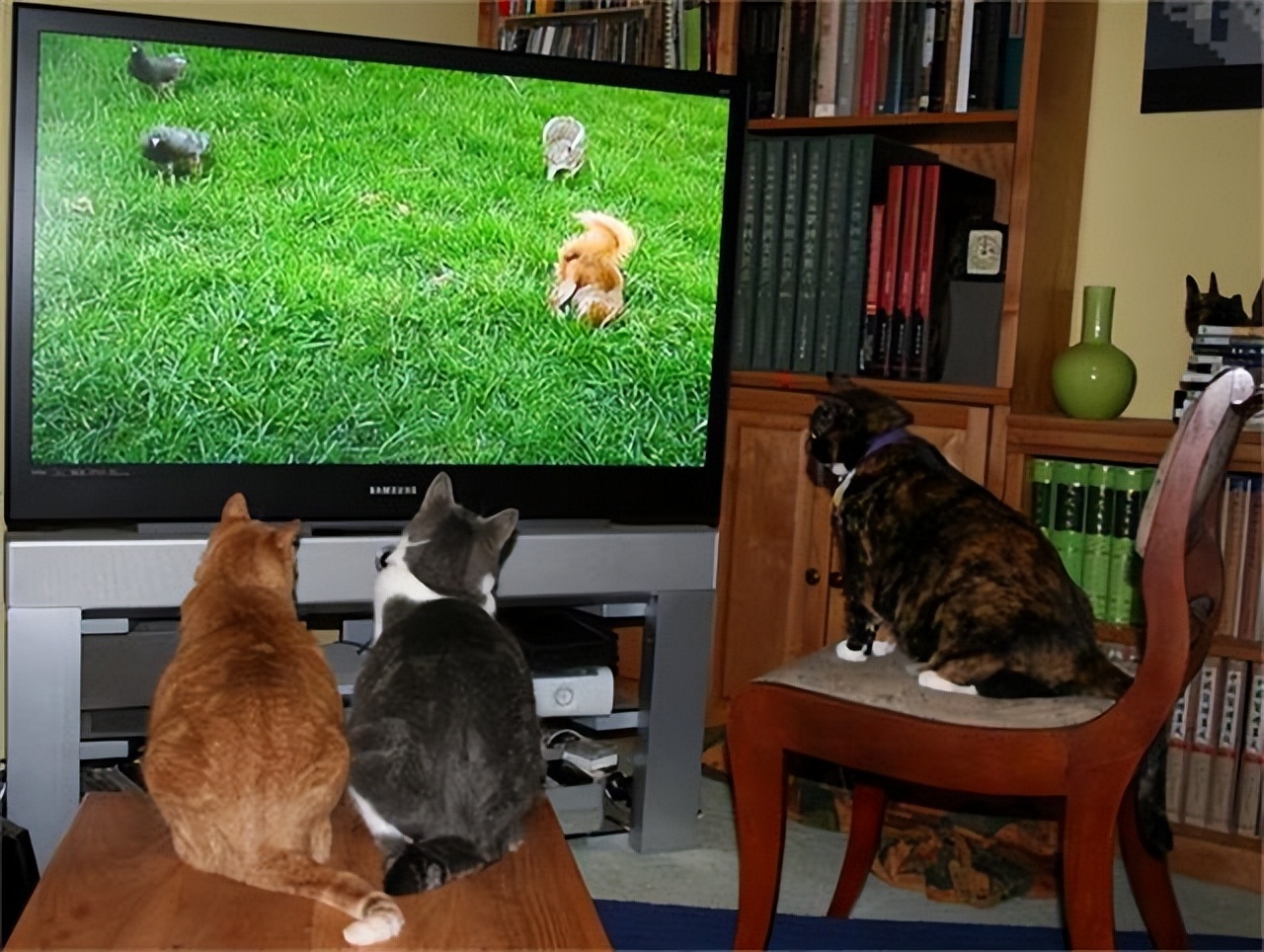 猫咪和人类相处得很好的原因,当猫和人类一起生活久了