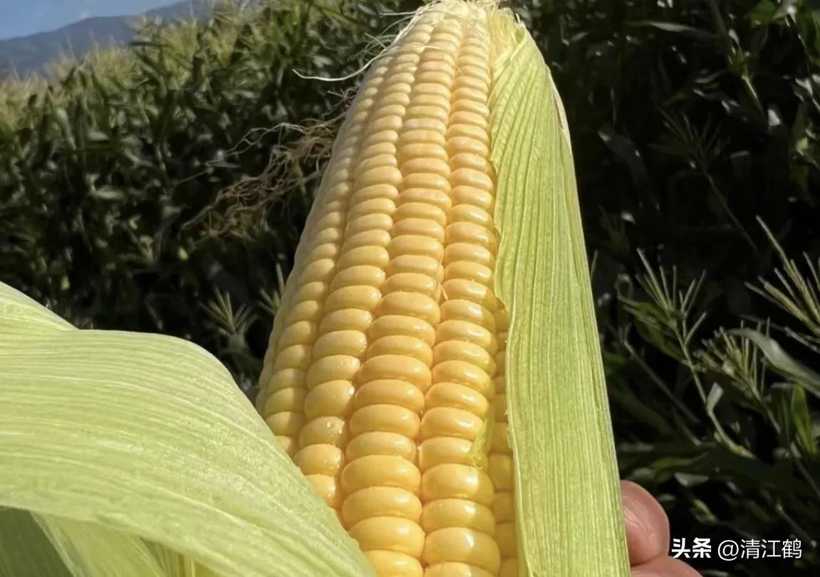 适合西北种植的玉米品种有哪些,适合南方种植的玉米品种排名