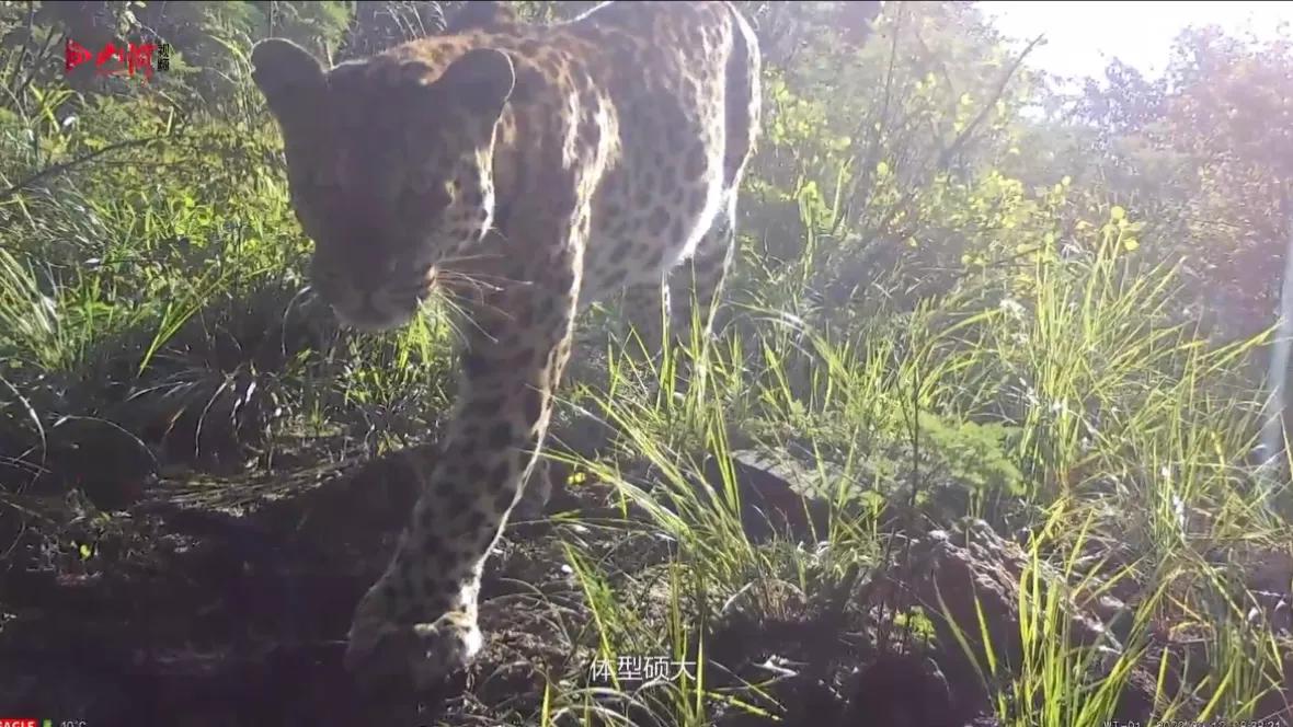 山西临汾拍到三只野生华北豹同框,山西五台山拍到华北豹