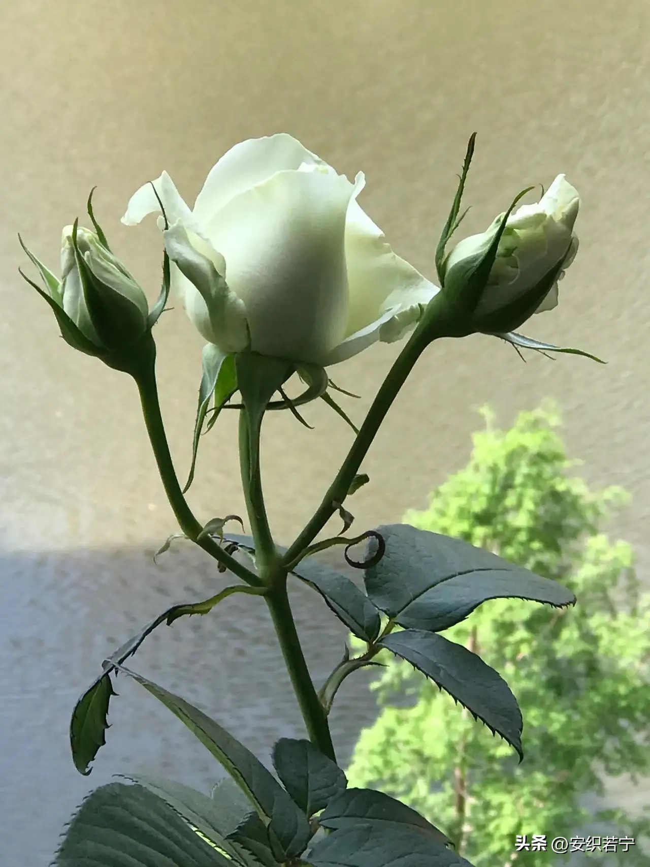 比较推荐的月季,十种夏天好养的月季