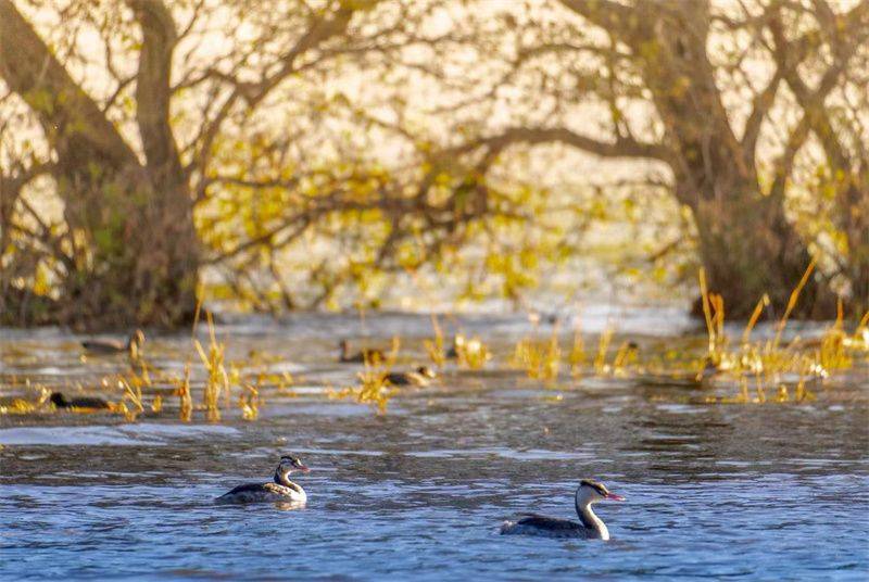 大理开启大理之旅,冬季的大理适合旅游吗