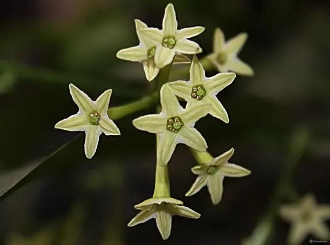 五星花有什么特点,五星花最漂亮的品种