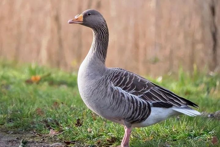 阿根廷将用人民币结算,阿根廷将用人民币结算的好处