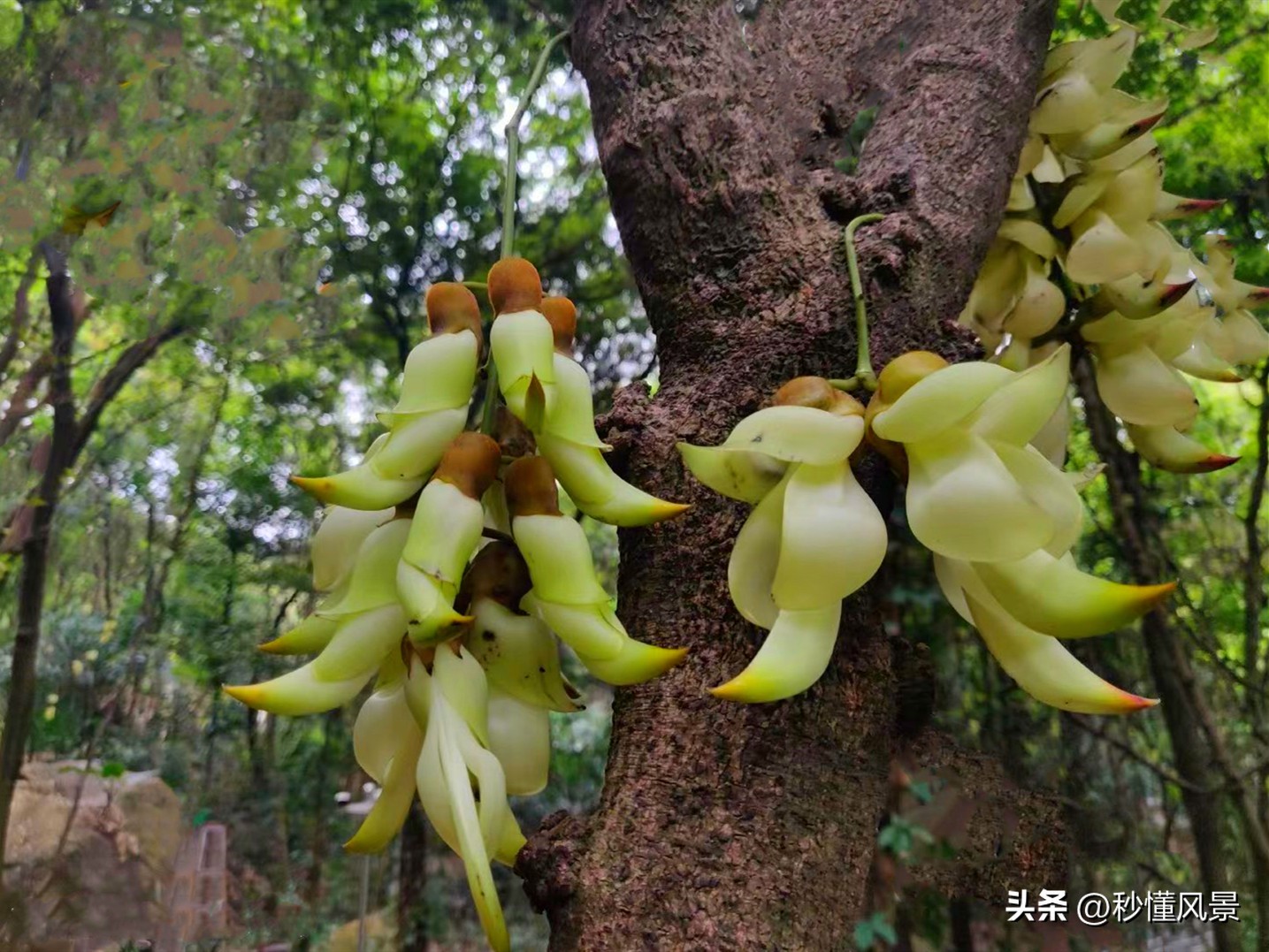 广州周边绿色森林公园拍照,广州市区小众公园景点