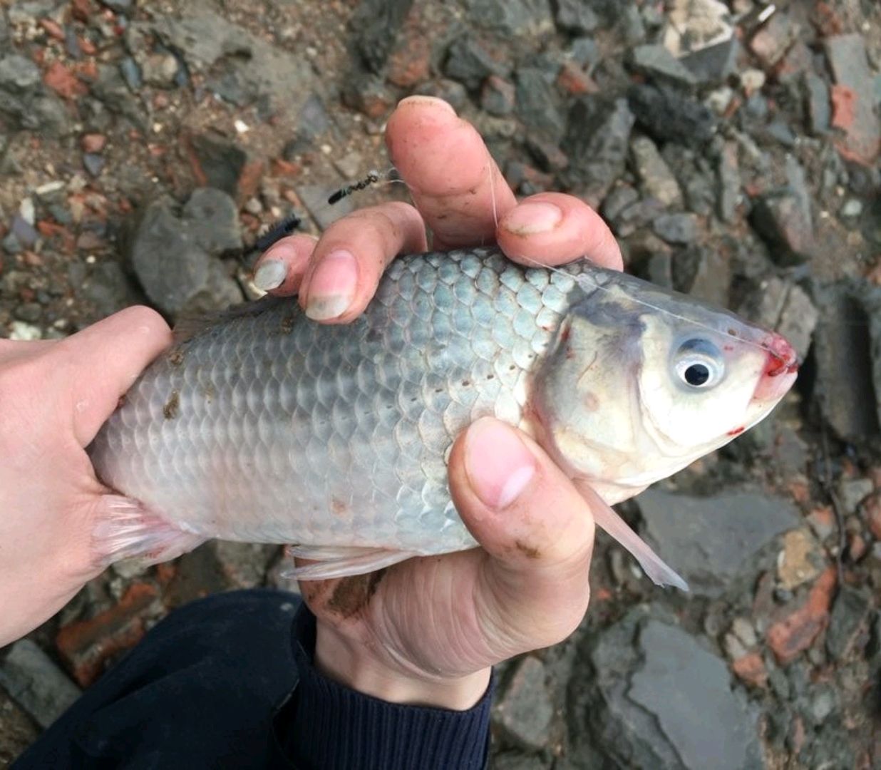 河里捞红虫赚钱吗,捞红虫一天能赚一万元