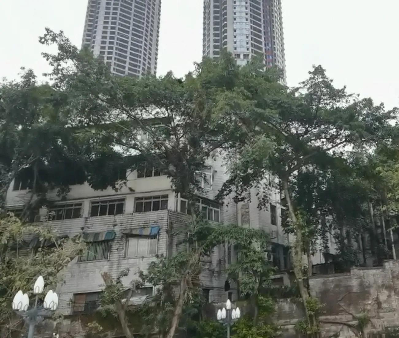 春游开拓眼界,春游樱花广场图片