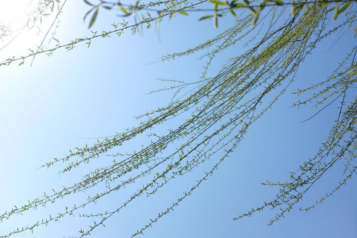 1996年，16岁少女为养家三度*血卖**，意外死后三个哥哥为她披麻戴孝