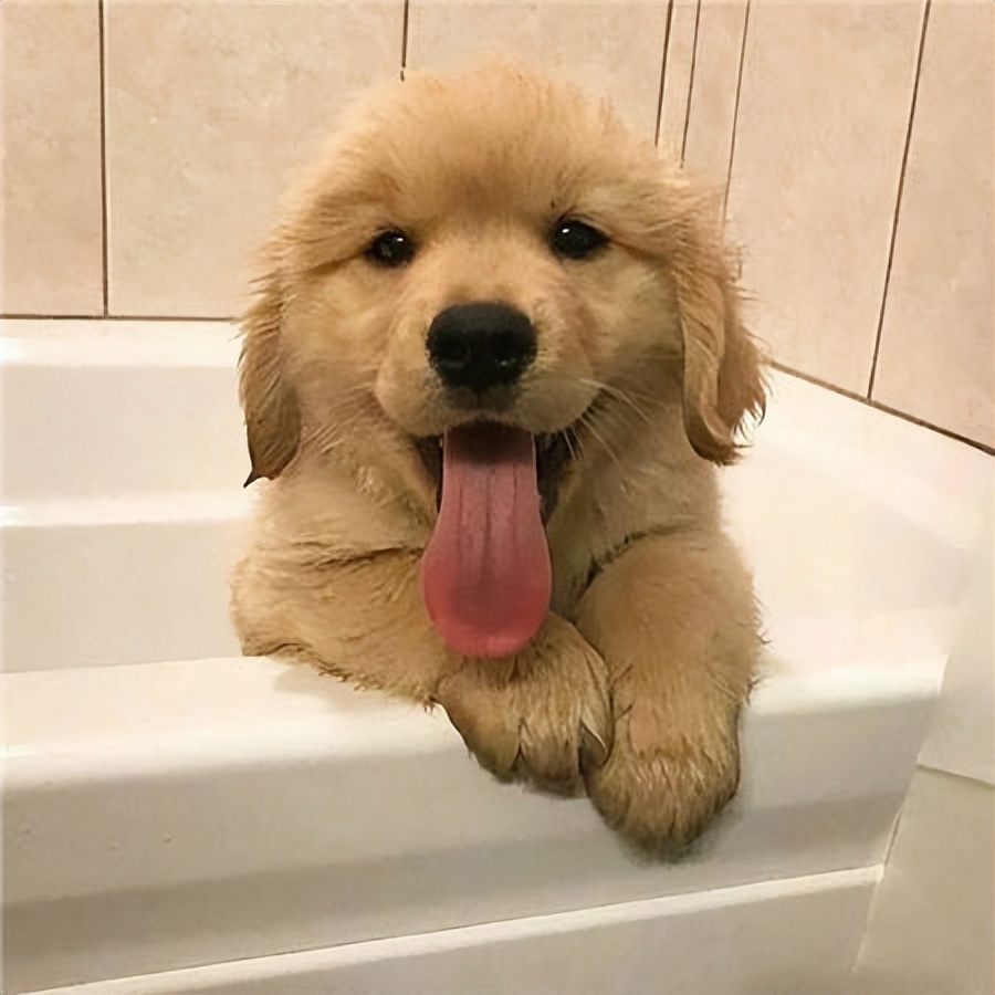 金毛犬最近吐怎么回事,金毛犬拉肚子呕吐怎么了